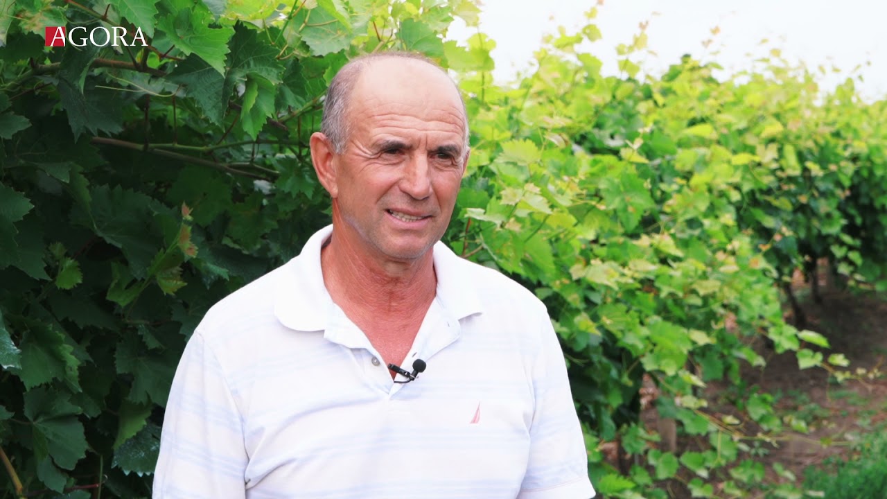 La Hagimus, Timofei Novac investeste in plantatiile de vie si pomi fructiferi cu sprijinul UE