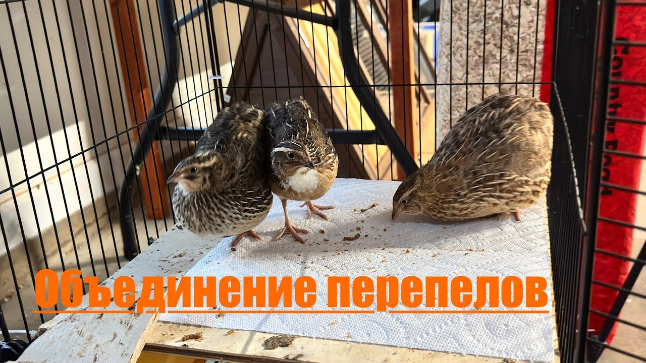 ПЕРЕПЕЛА/ Как обьединять птиц разных возрастов?