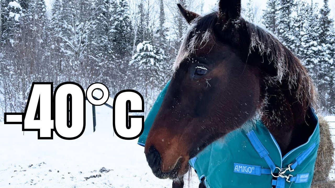 Taking Care of Horses in &minus;40&deg;C | What Winter Horse Care Really Looks Like