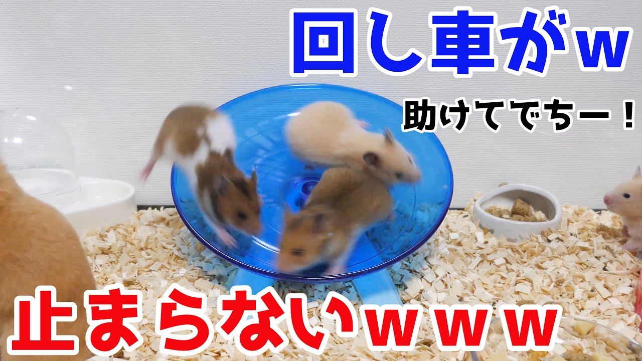 回し車に回されるハムスターｗｗｗｗｗ