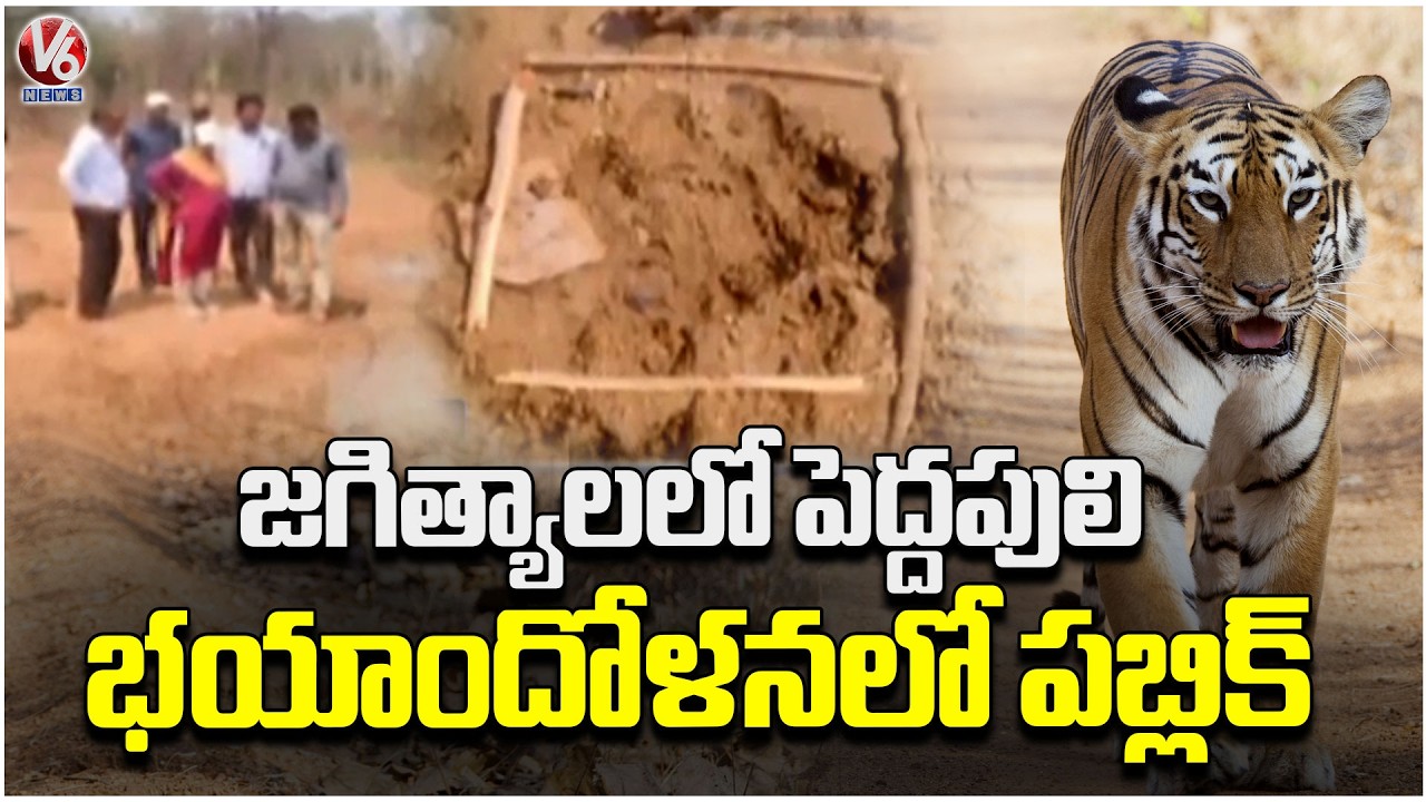 Tiger Footprints Spotted In Jagtial District | V6 News