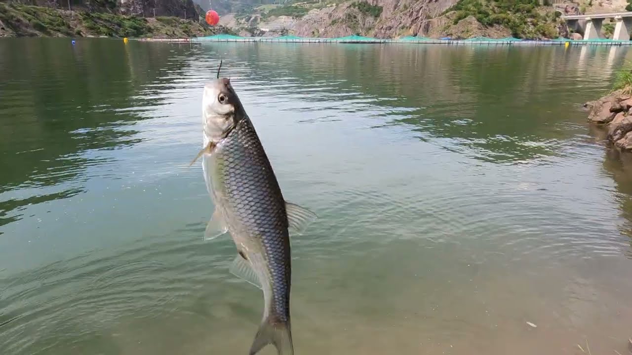 Balık Avı