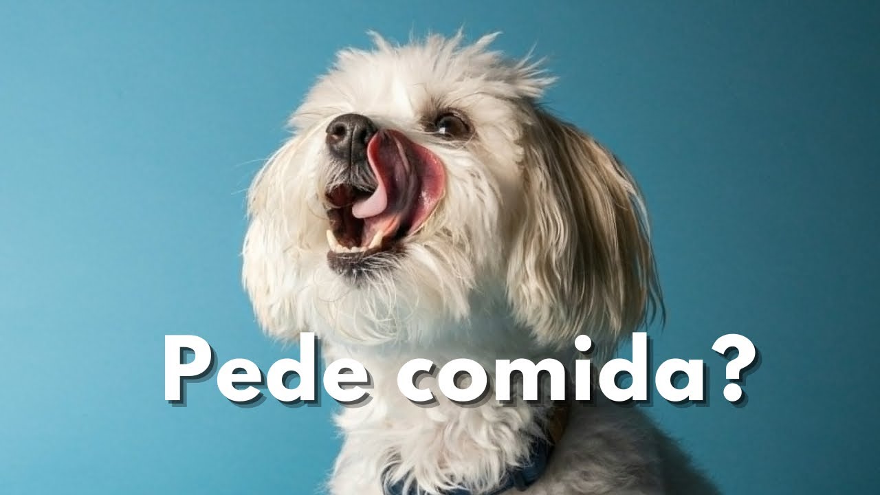 Como Ensinar o Cachorro a Não Pedir Comida na Mesa