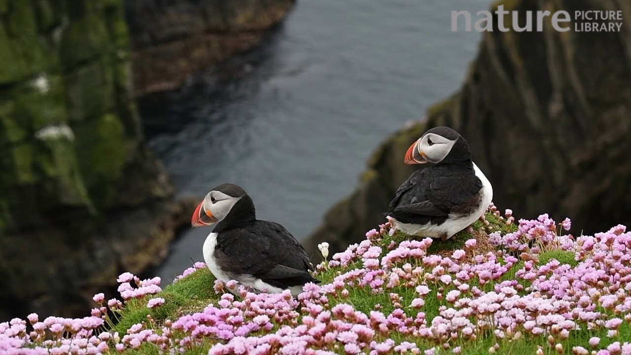 Two Atlantic puffins in breeding plumage on cliff top, Sumburgh Head, Shetland Islands, Scotland, UK