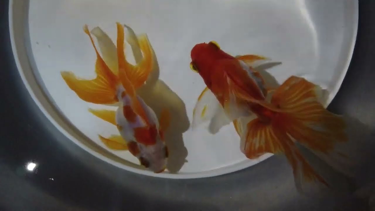 云饲 红白长尾鎏金