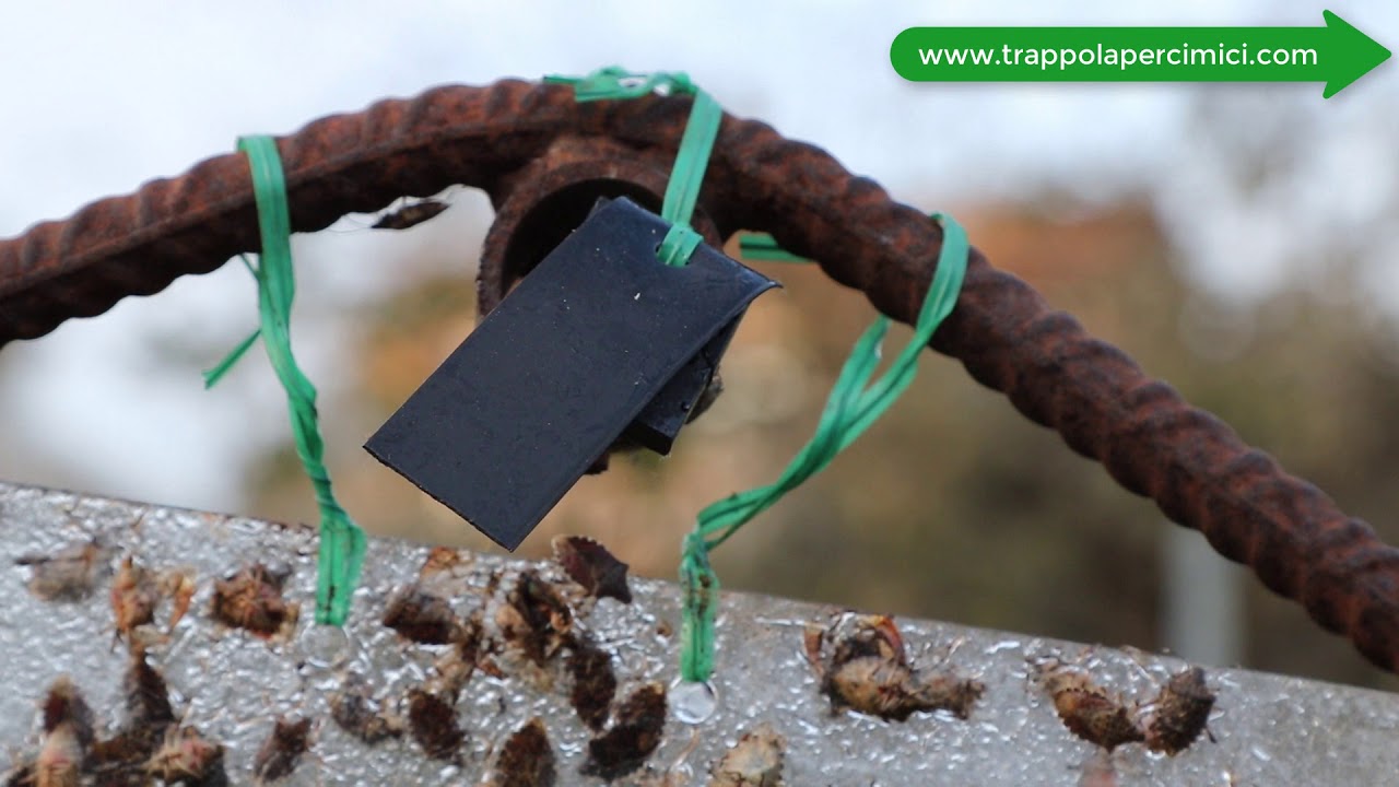Trappola per Cimici - Il risultato dopo 2 settimane