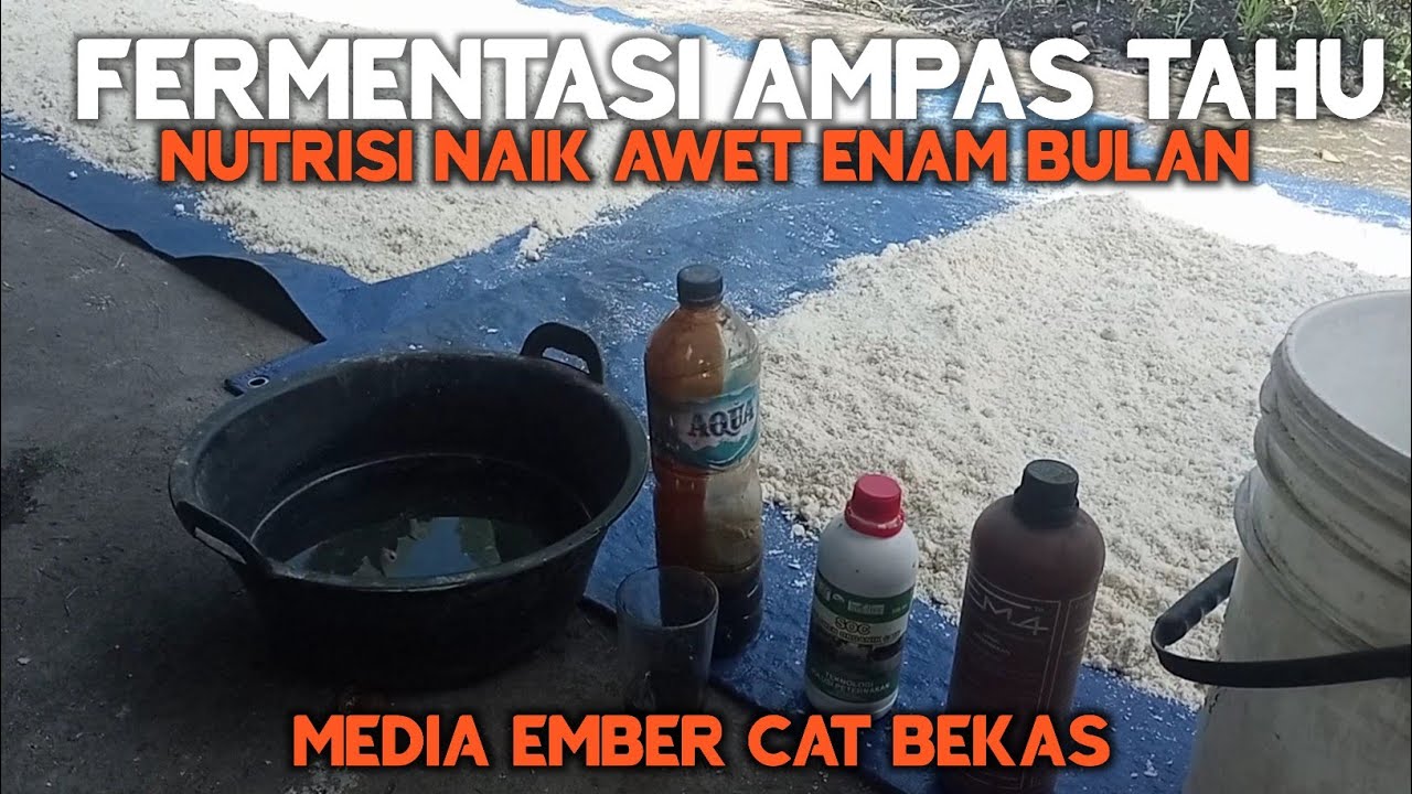 🔵 Cara Fermentasi Ampas Tahu Untuk Pakan Sapi & Kambing