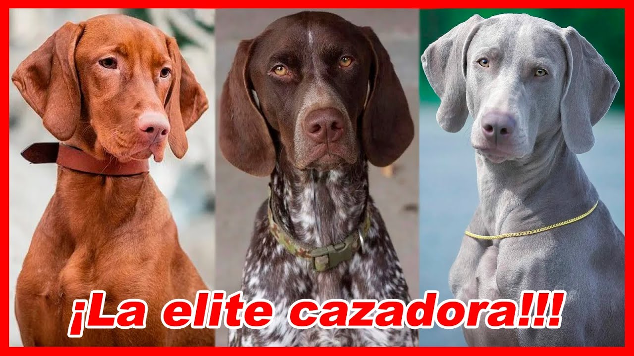 Top 10 FEROCES BRACOS utilizados para la CAZA MENOR