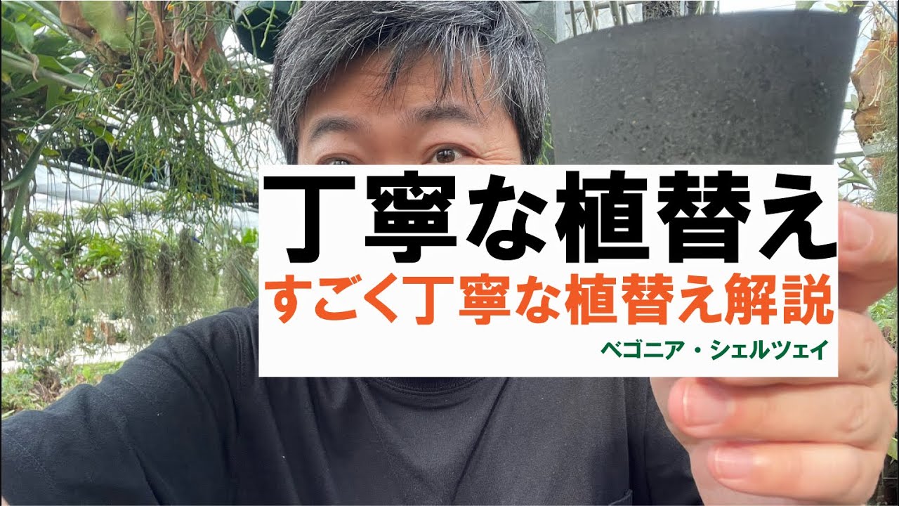 ものすごく丁寧な植替えを解説