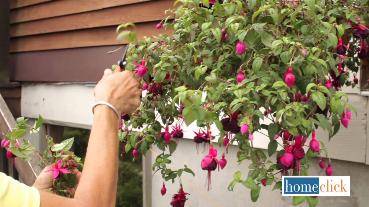 How to Revive Hanging Baskets