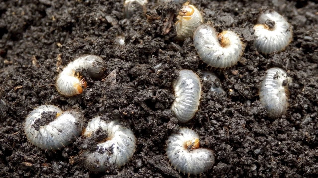 ProScape & Country Club Fertilizers with Acelepryn plus Dimension