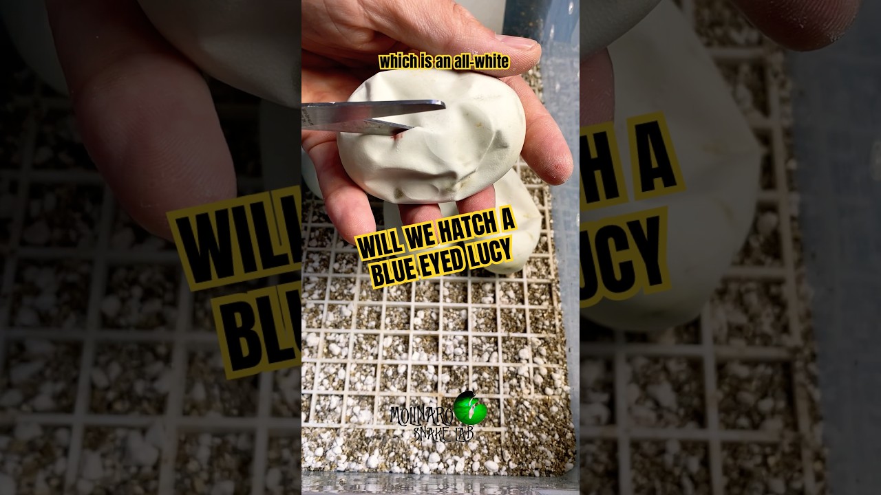 Pipping! Will we hatch a blue eyed leucistic? #molinarosnakelab #kearymolinaro #reptiles #ballpython