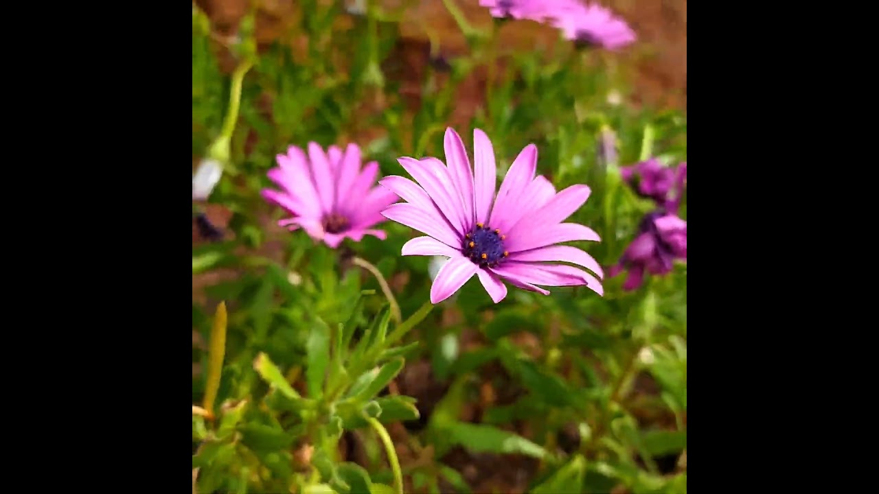 Purple Flower from My Garden 🌸