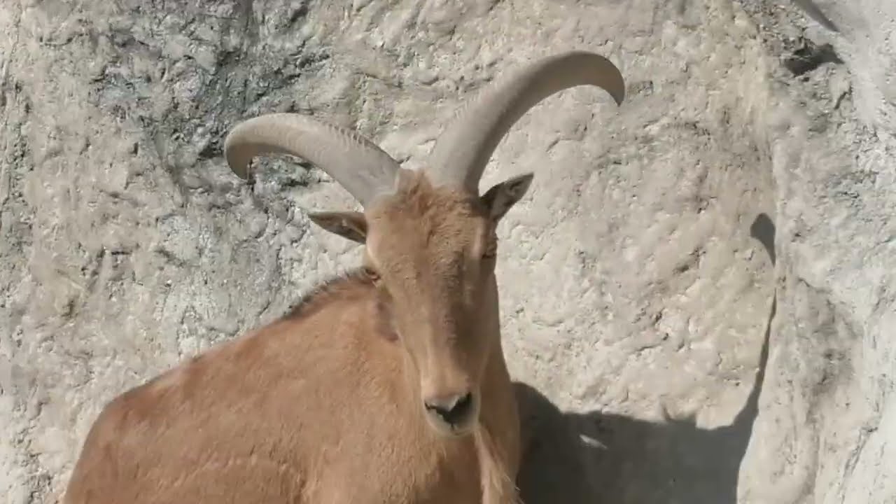 El Zafari en el Zoológico de Guadalajara 