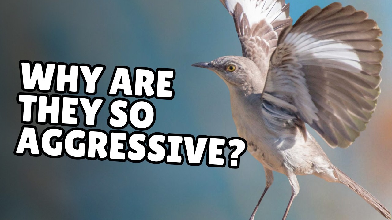 3 Reasons Why Mockingbirds Are So Aggressive