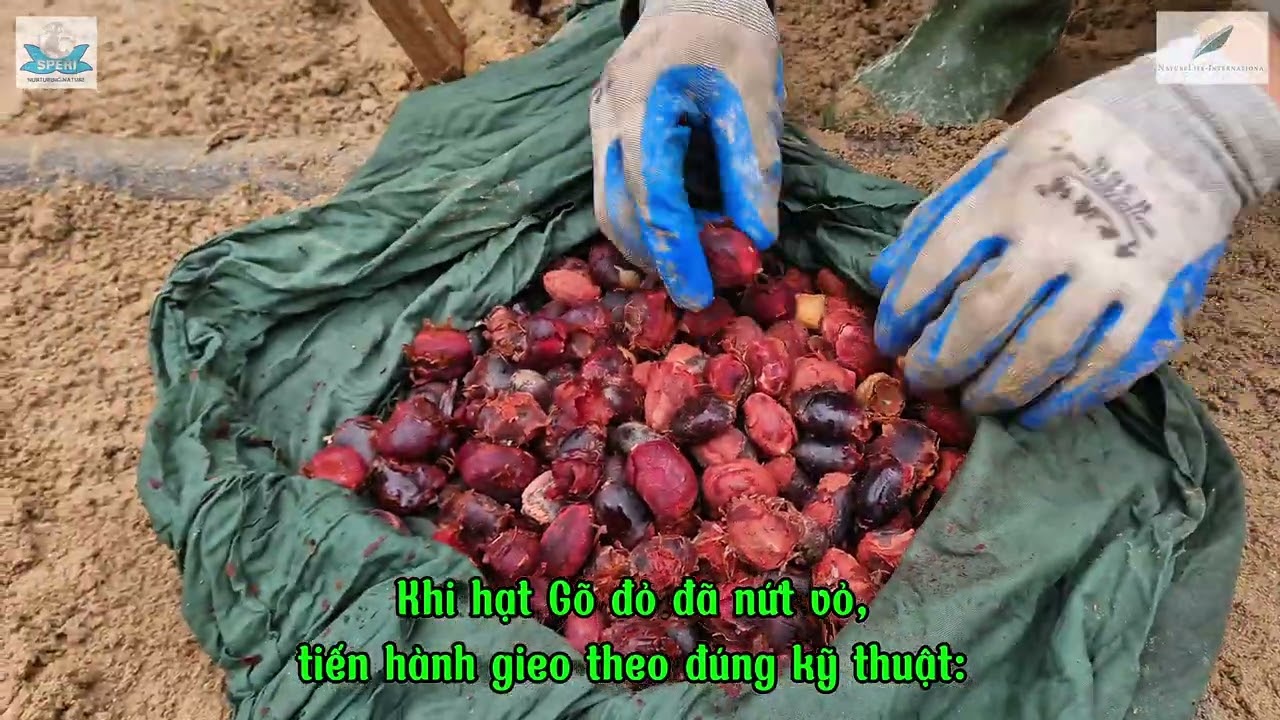 Forest restoration by using Gõ Đỏ (Afzelia xylocarpa) - Phục hồi rừng bằng cây Gõ Đỏ