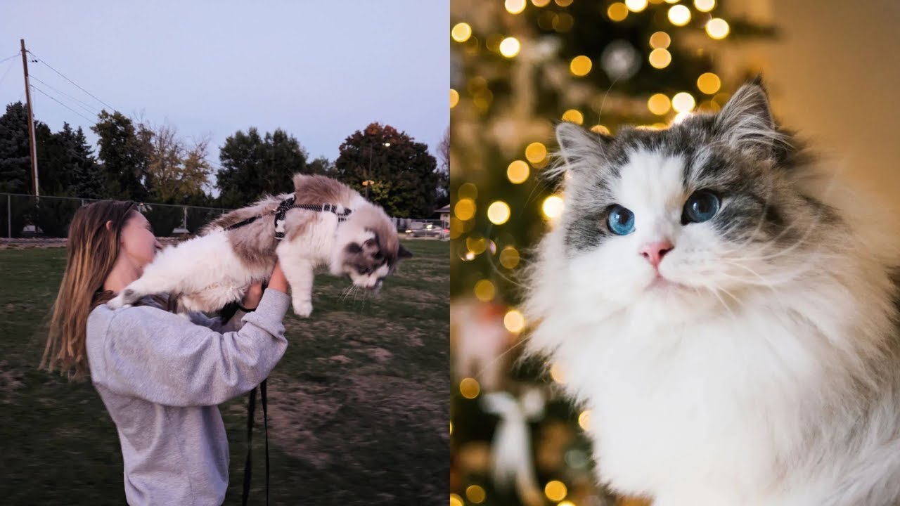 Cat Loves To Drag Her Owner Around The Neighbourhood🤣