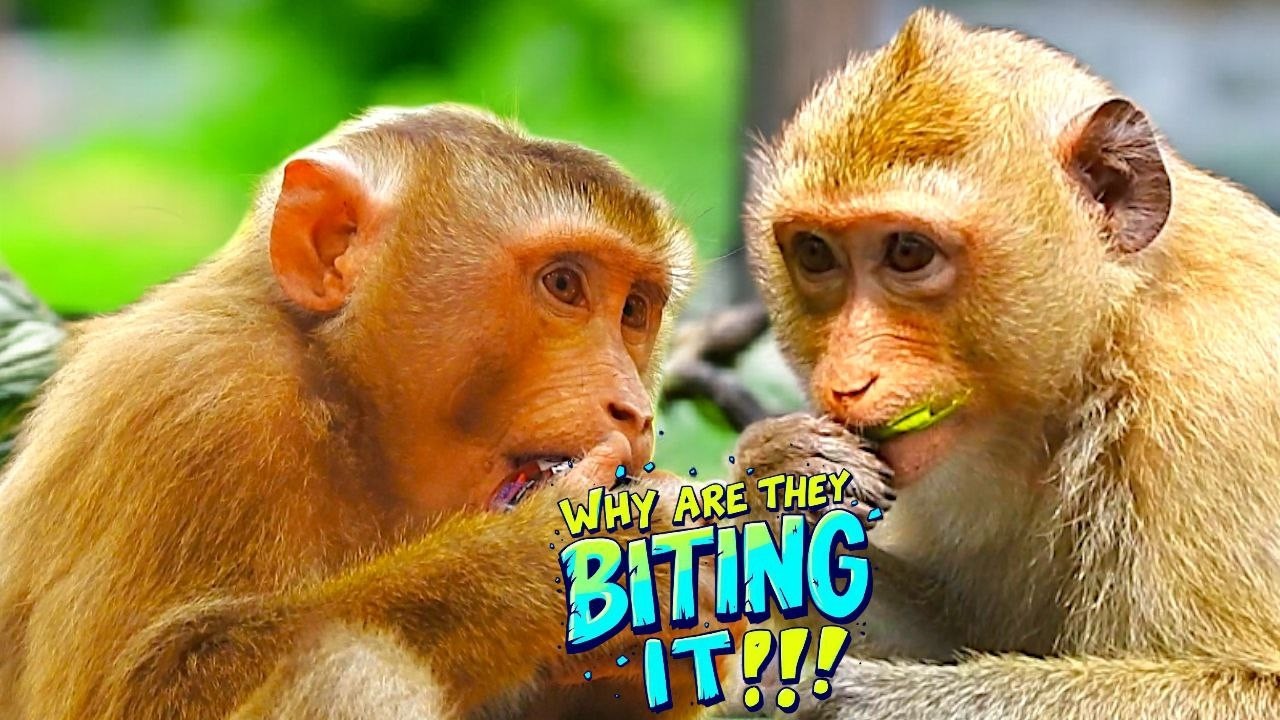 Curious Monkeys! RAINBOW & LEO Explore a Strange Object with Funny Bites