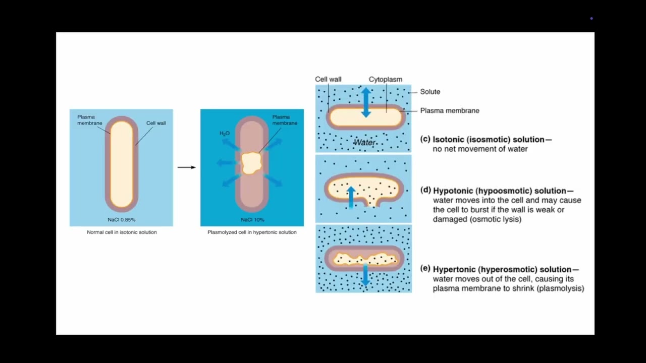 SIR1001 Lecture 5 Fundamental Microbiology