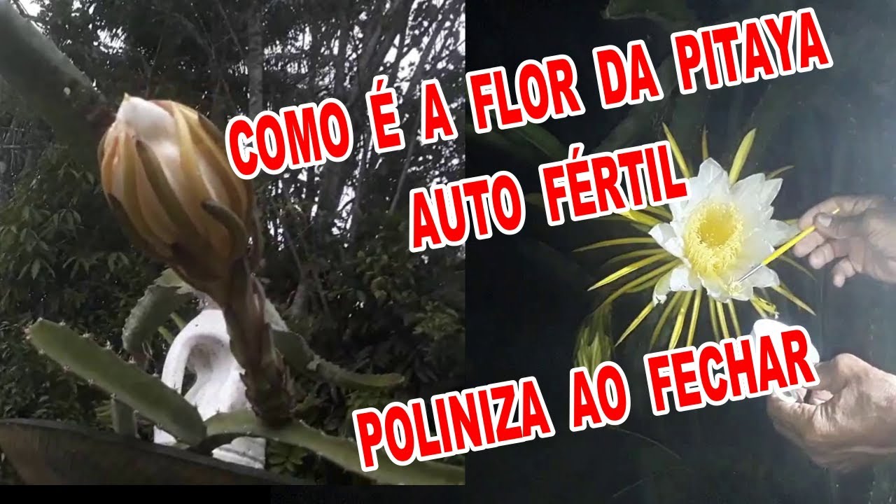 polinizando as flores das pitayas e qual é auto fértil