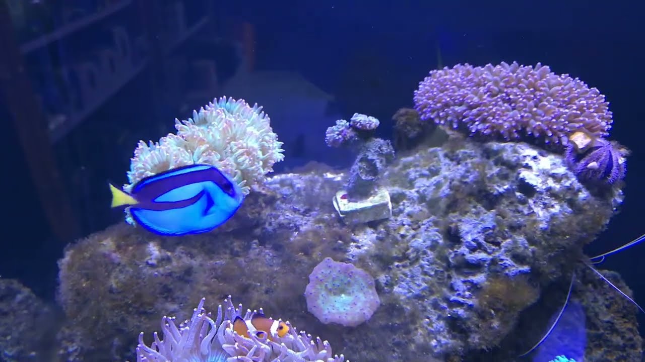 Deniz Akvaryumu Vlog #22 (Blue Tang Geldi)