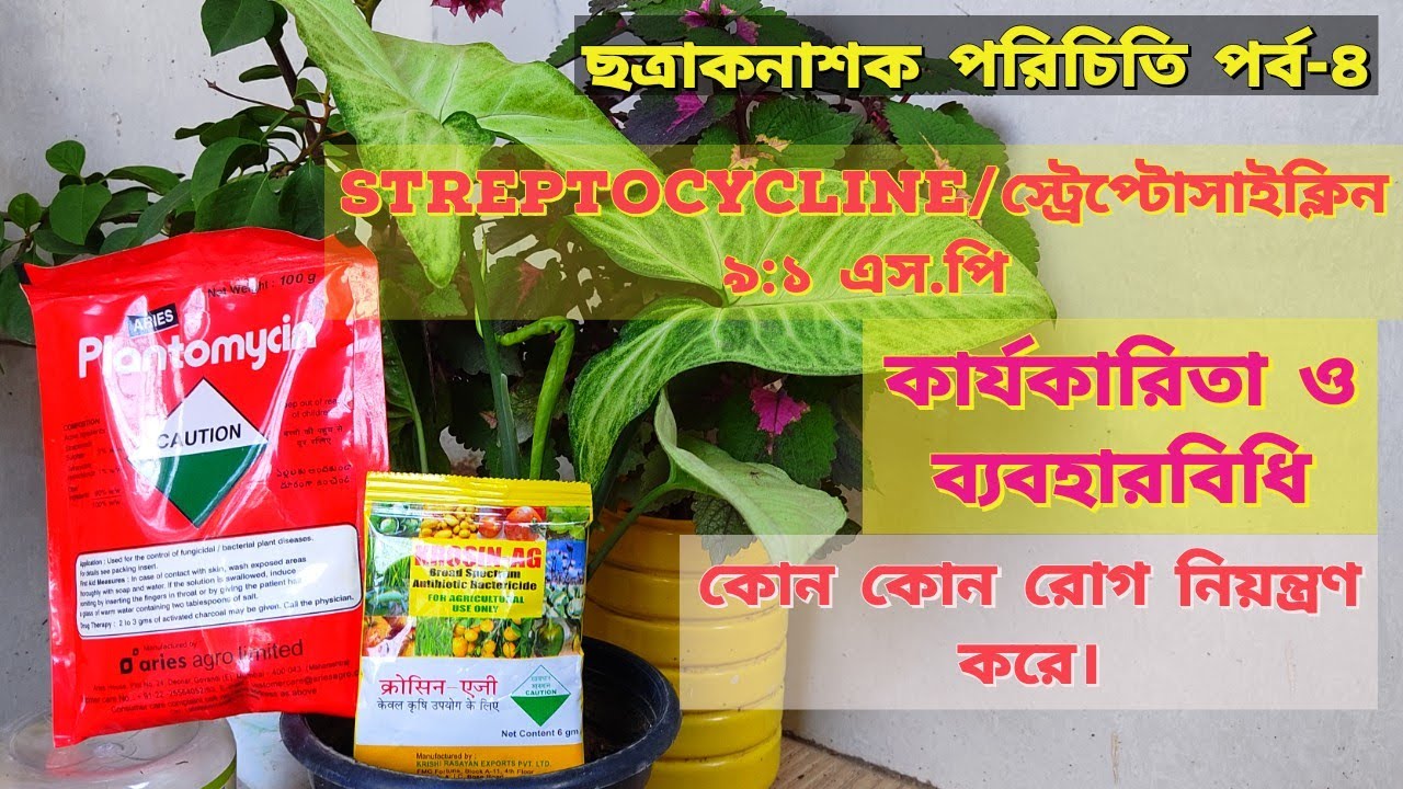 plantomycin | প্ল্যান্টোমাইসিন কখন কিভাবে ব্যবহার করবেন |  how to used streptomycin | tetracycline.