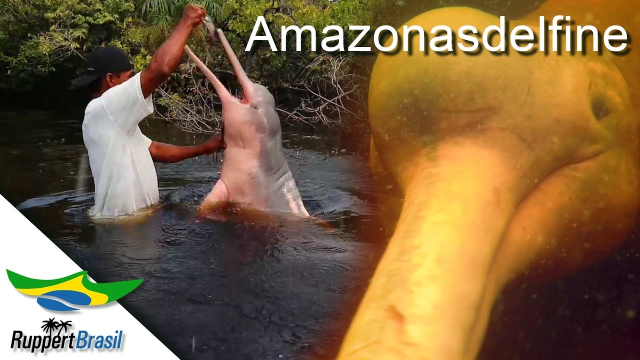 Impressionen der Amazonasdelfine