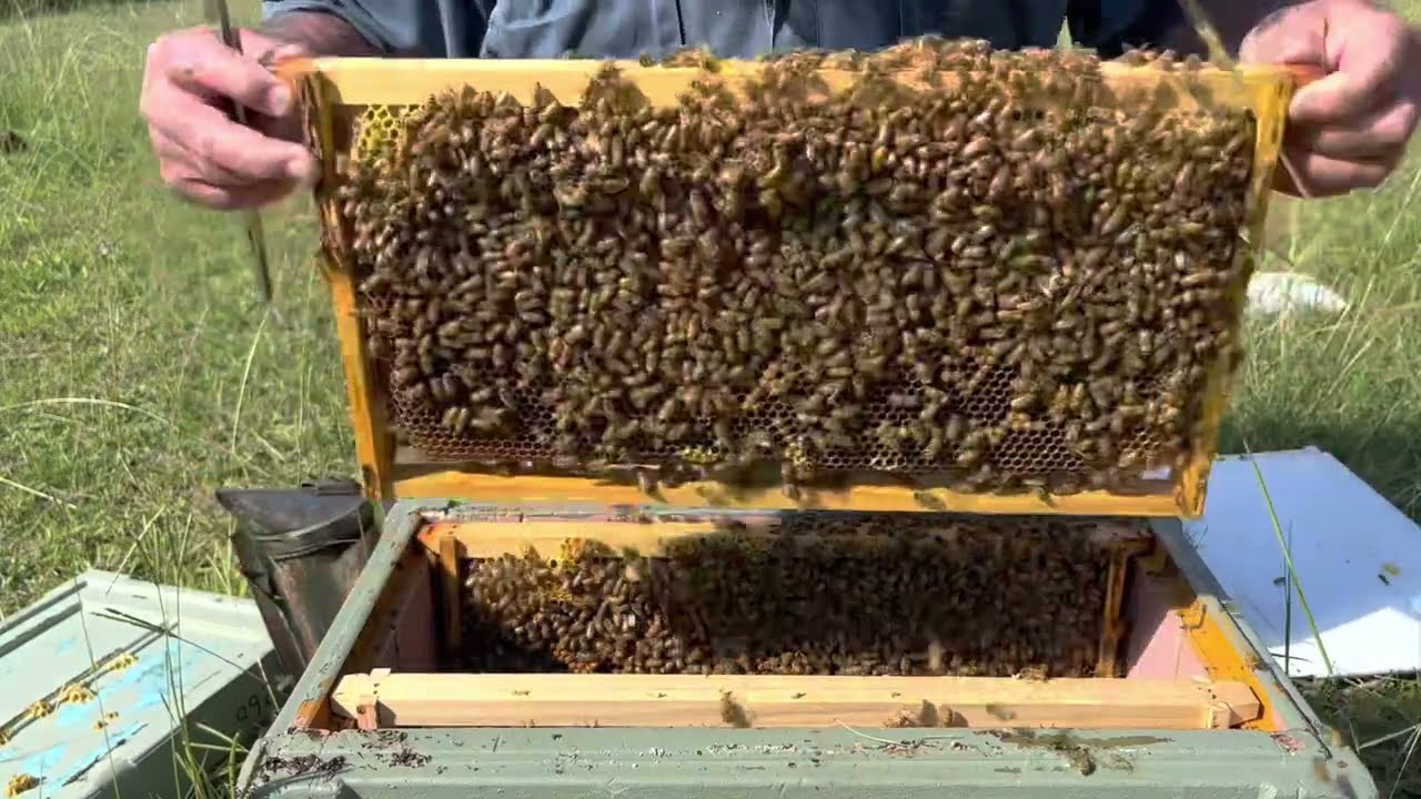 🐝  Alcohol washing for Varroa destructor.  Checking on the nucleus hives. March 26 2023.