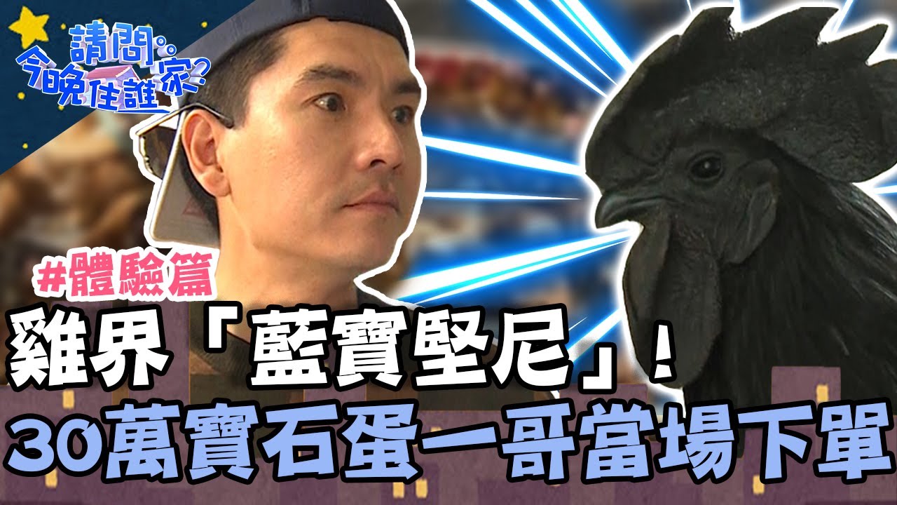 雞界「藍寶堅尼」！王傳一揀收身價30萬寶石蛋 霸氣當場下單？！【請問 今晚住誰家】體驗篇 20220223 EP497 Part2 王傳一  @hankchen1942
