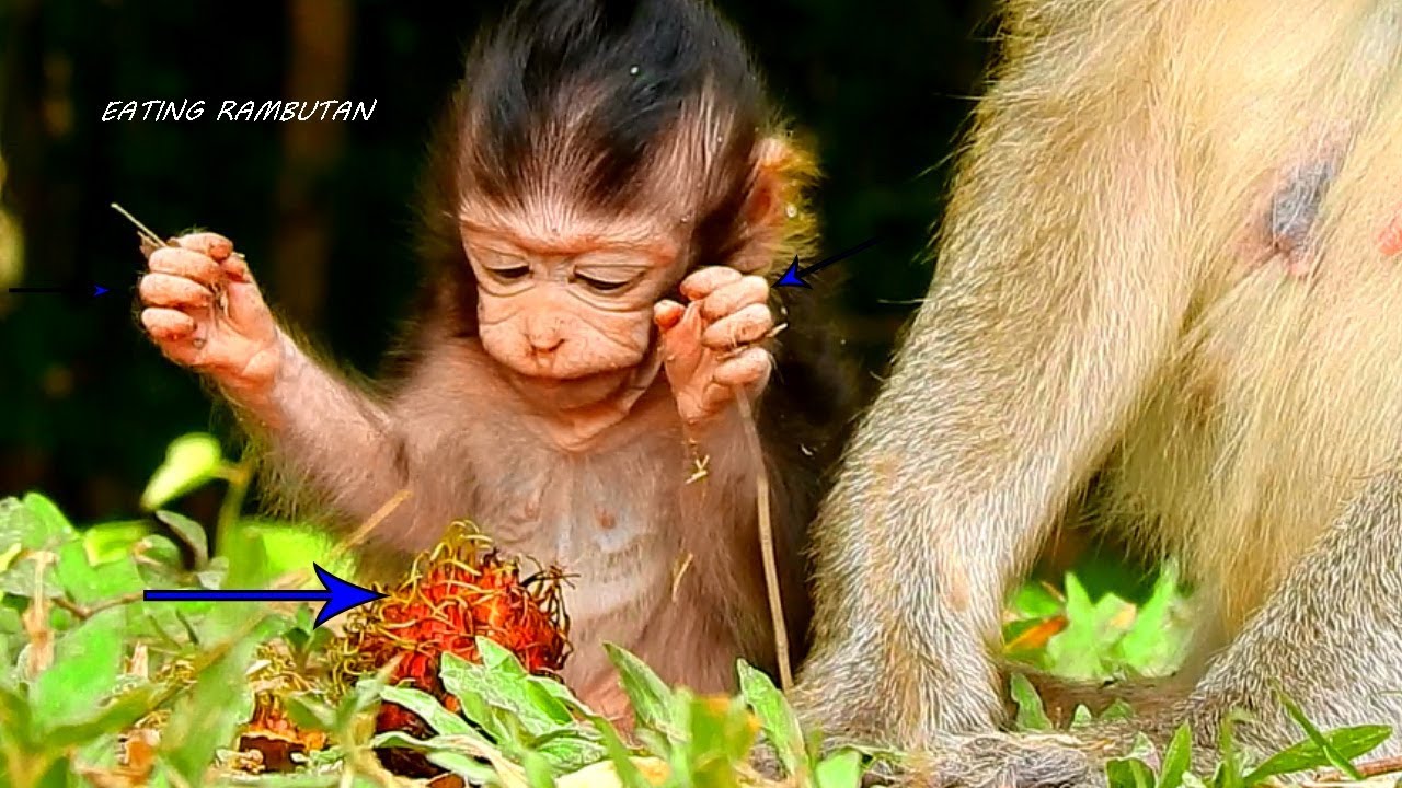 OMG, Baby Lizza Can't Eat Rambutan Just Licking Its Peel, Great Baby Need Fruit Now