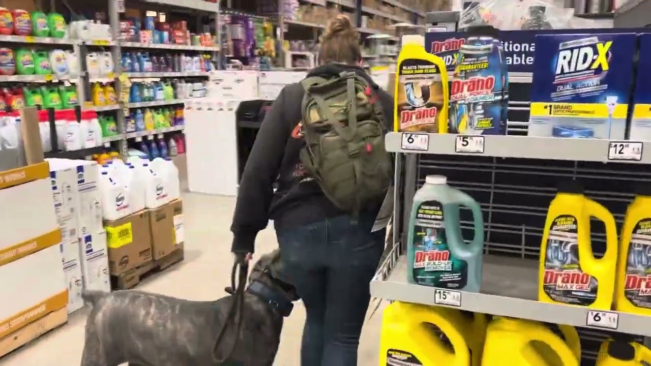 6 m/o Cane Corso &ldquo;Maximus&rdquo;|Melbourne Dog Trainers|OLK9 Central Florida