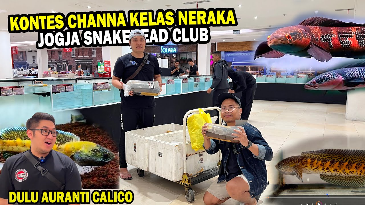 CHANNA AURANTI CALICO IKUT KONTES? KONTES KELAS NERAKA DIJOGJA SNAKAHEAD CLUB