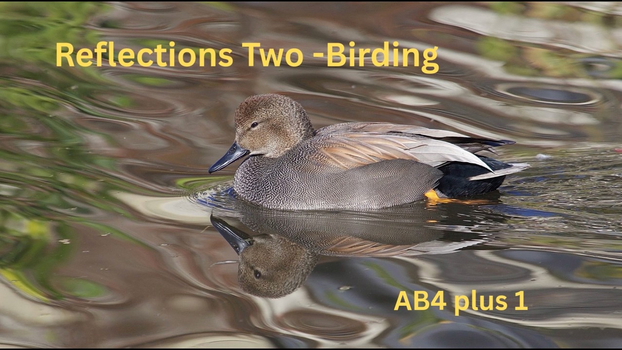Reflections Two - Birding