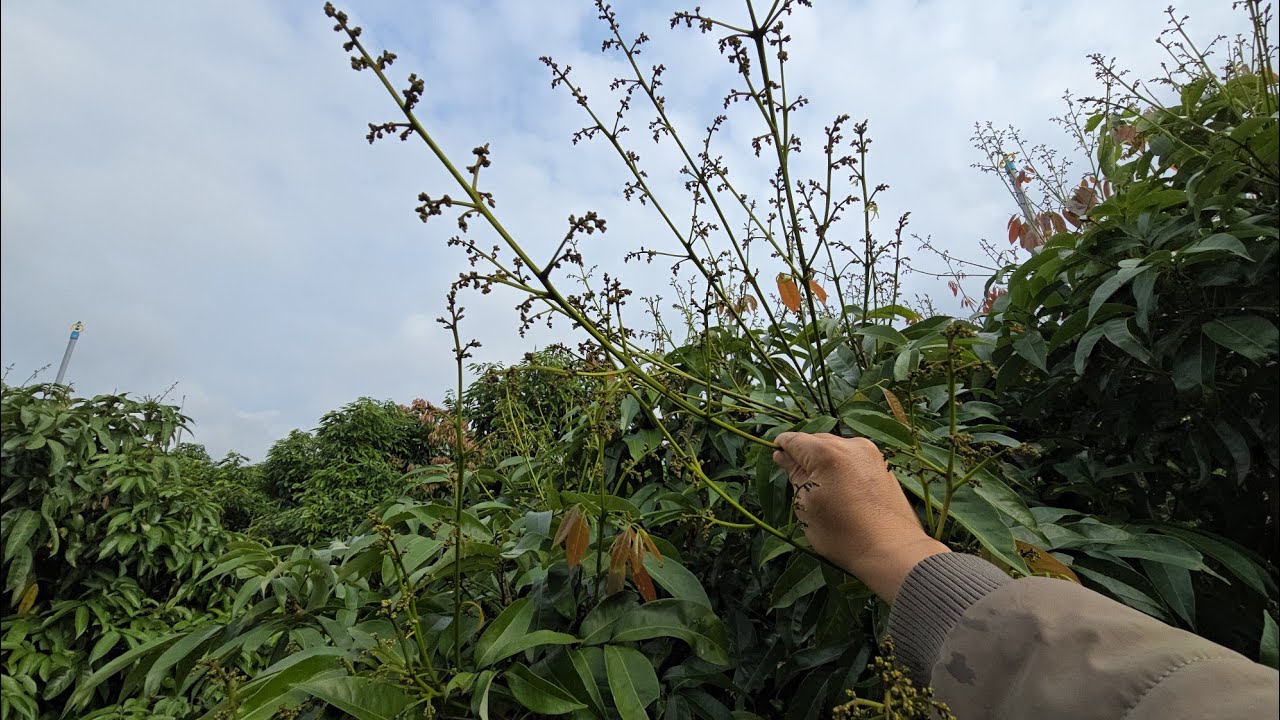 MƯA ẨM VẢI THIỀU LỤC NGẠN BẬT LỘC SẼ UM TÙM I NÚI ĐỒI LỤC NGẠN