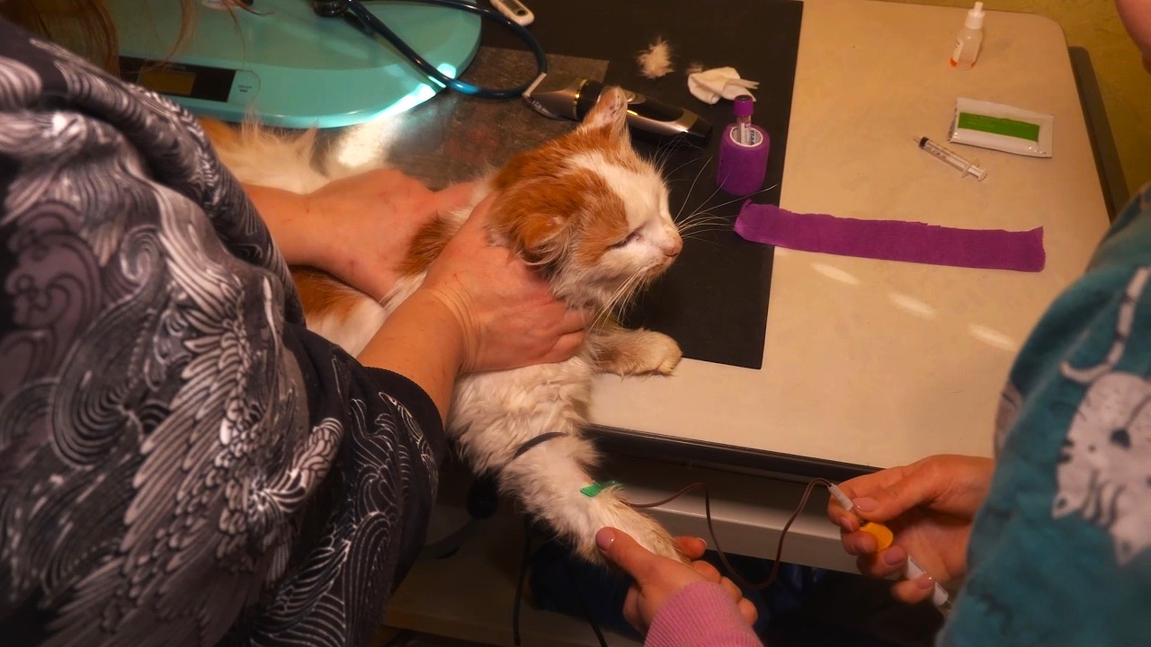 Aicina veidot diennakts veterinārās klīnikas visā valstī