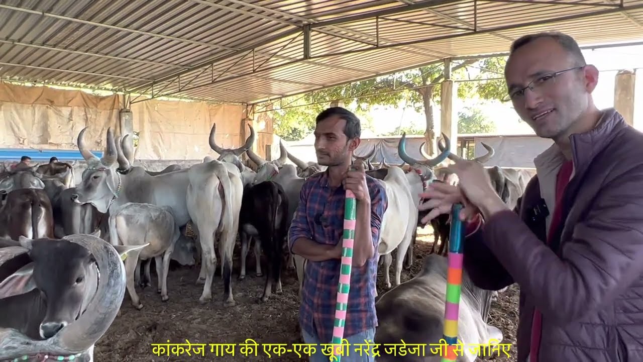 Kutch में Jadeja ने बनाया Kankrej गायों का फार्म, कैमरे पर लगाए चौके-छक्के। लाखों में गायों की क़ीमत