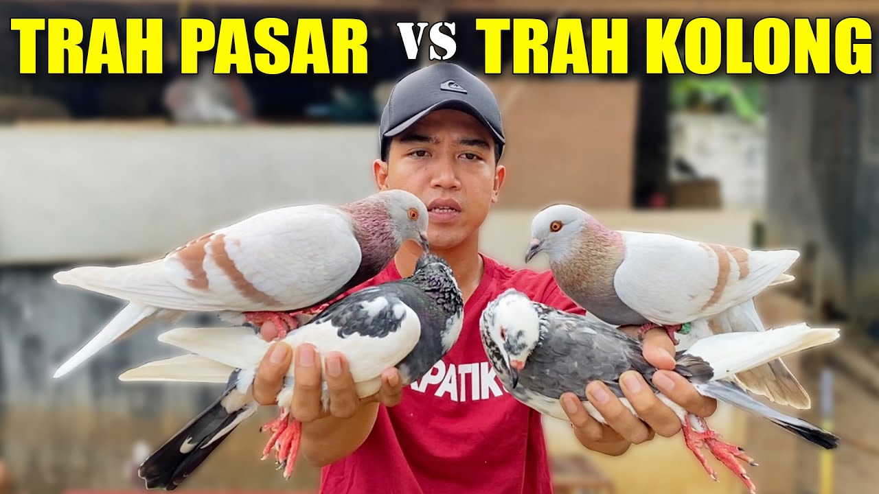 TEST!! MERPATI SILVER PUPUR LAMA VS SILVER PUPUR BARU