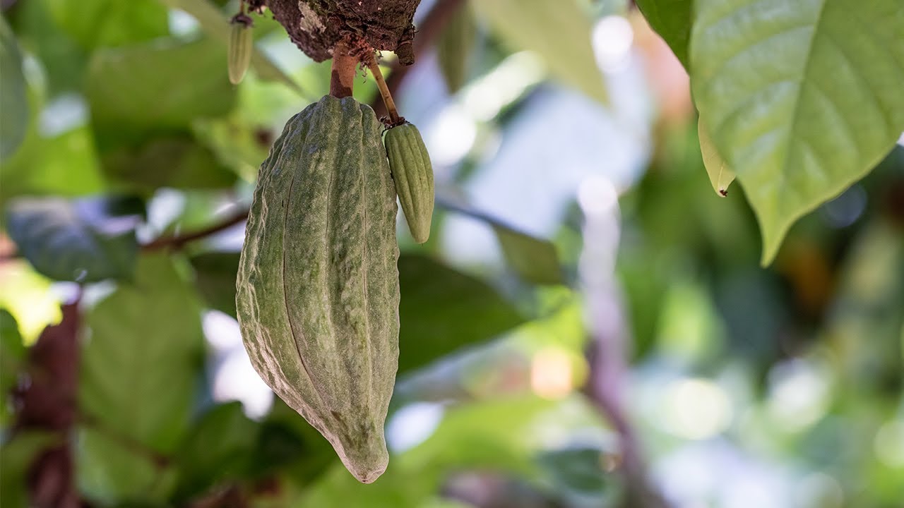 Manejo Fitosanitario de Cacao