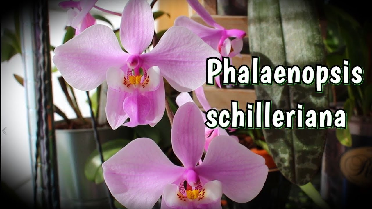 Phalaenopsis schilleriana - само совершенство.