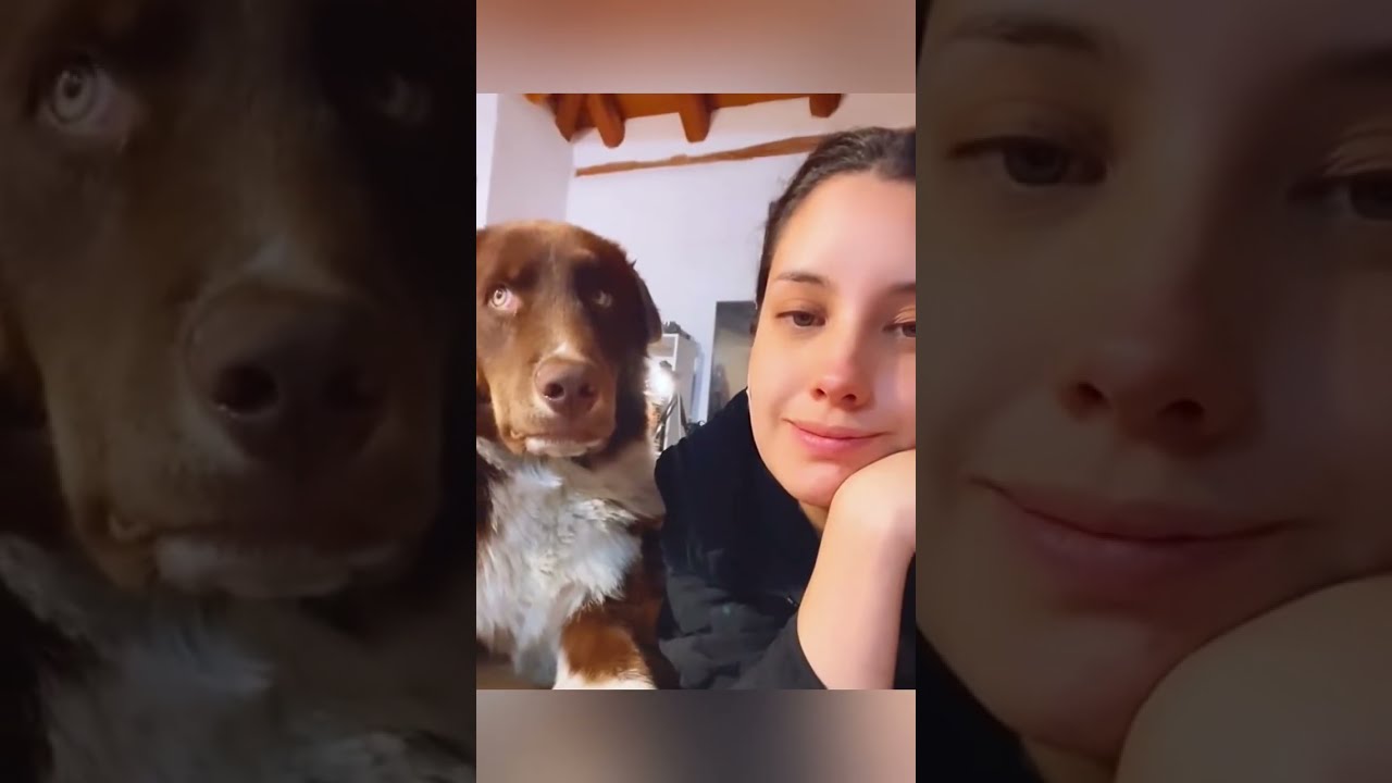 Funny Dog #Funny #Cute #Dog #Trending #ForYou