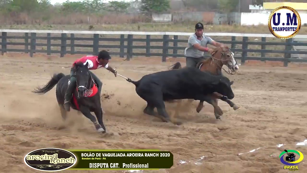 DISPUTA PROFISSIONAL - BOLÃO DE VAQUEJDA DO PARQUE AROEIRA RANCH - RONDON DO PA 2020