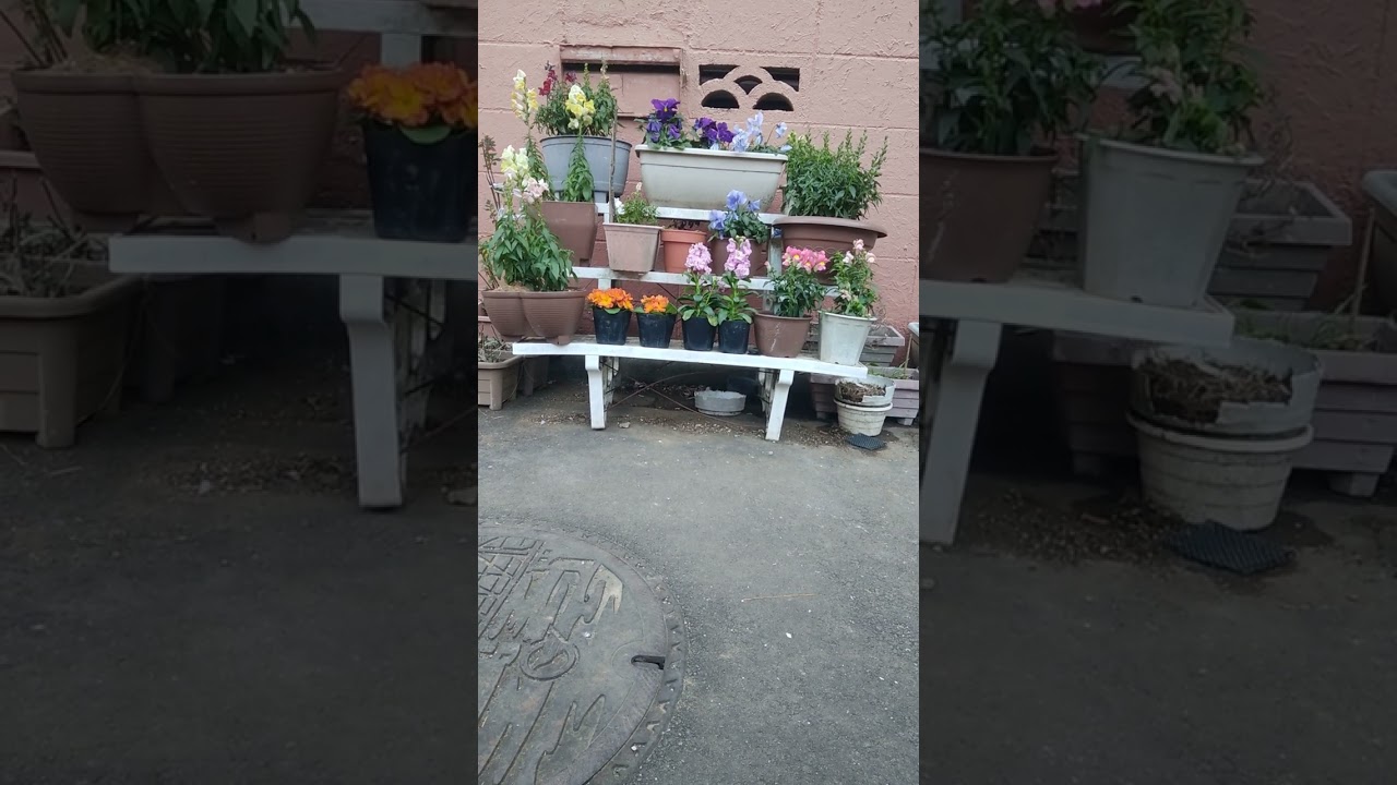 シュヴァーン・オルトレインとピンク色の金魚草♪　声あり