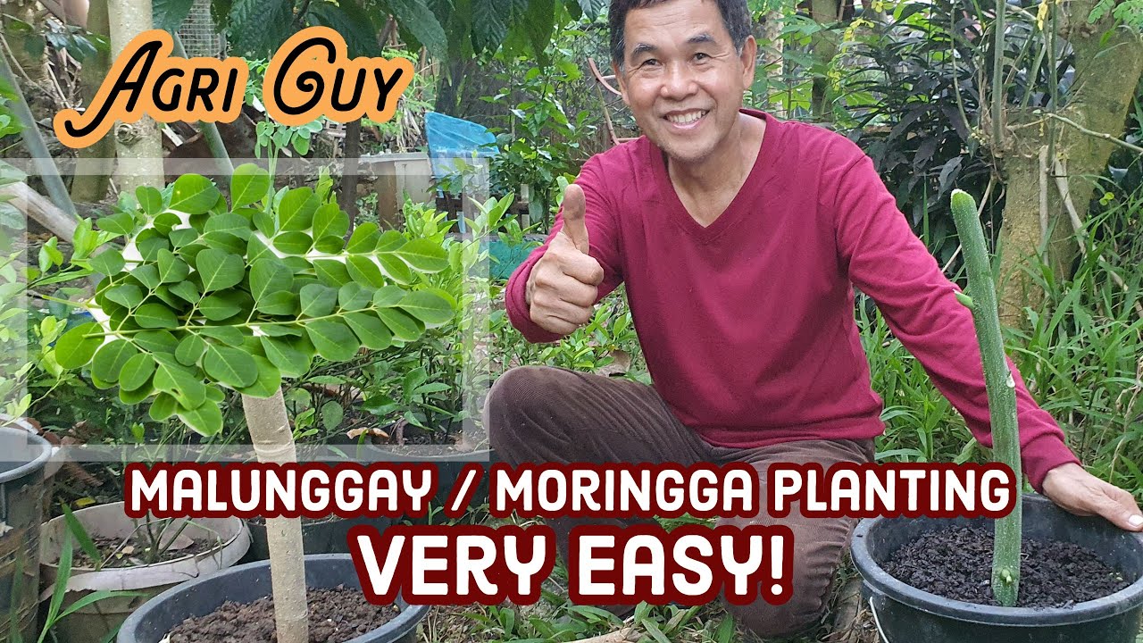 EASY STEPS HOW TO PLANT MALUNGGAY / MORINGA | Agri Guy