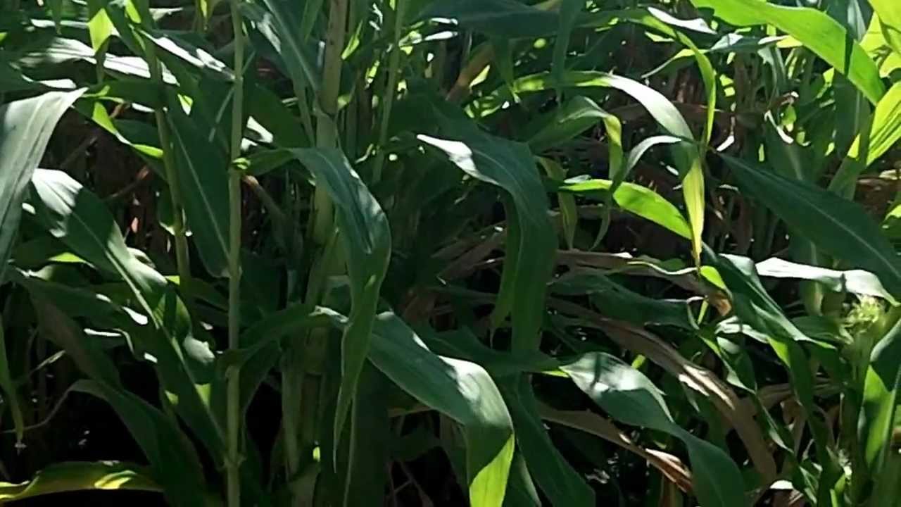 Eating Fresh Golden Bantam Corn 9/6/12