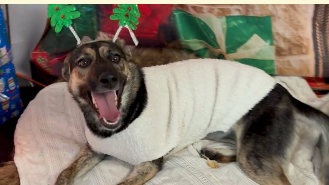 Meet The Happiest Dog Who Never Got the Memo