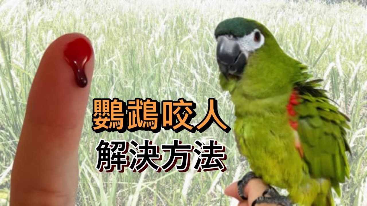 【精鵡瘋雲】【吞雲吐霧】你的鸚鵡會咬人嗎？試試這招告別流血事件！讓你擁有一隻穩定的鸚鵡