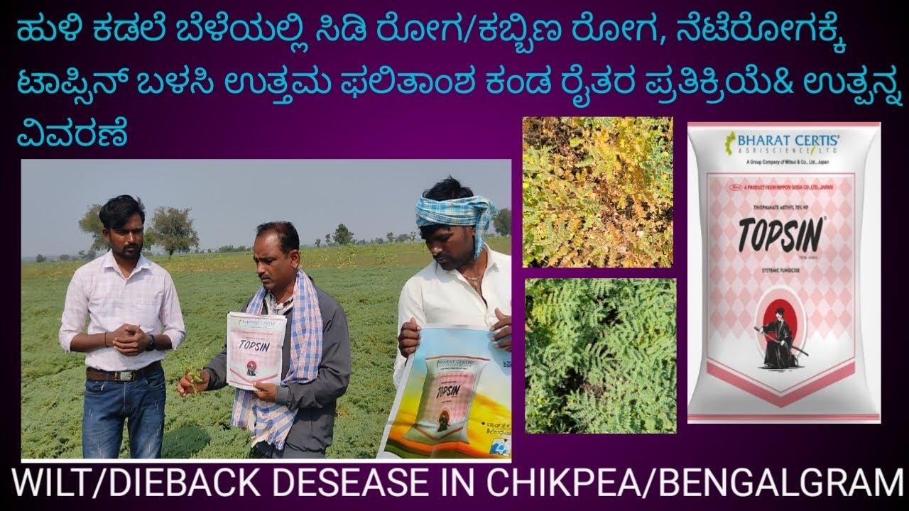 BENGALGRAM/CHIKPEA/ಹುಳಿಕಡ್ಲಿ/TOPSIN/ಟಾಪ್ಸಿನ್/WILT/DIEBACK/ಸಿಡಿ ರೋಗ/ನೆಟೆ ರೋಗ,