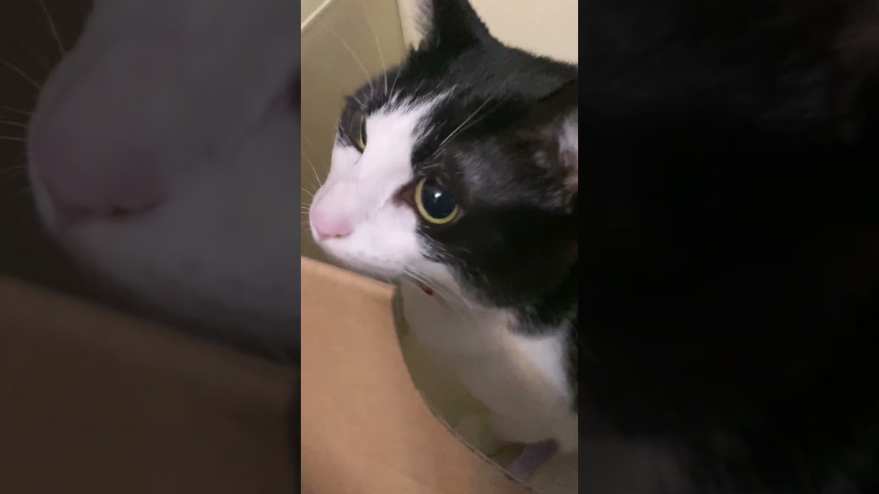 新しい子供のおもちゃが来てがんちゃん必死に匂い付け他 #猫 #cat #catcute