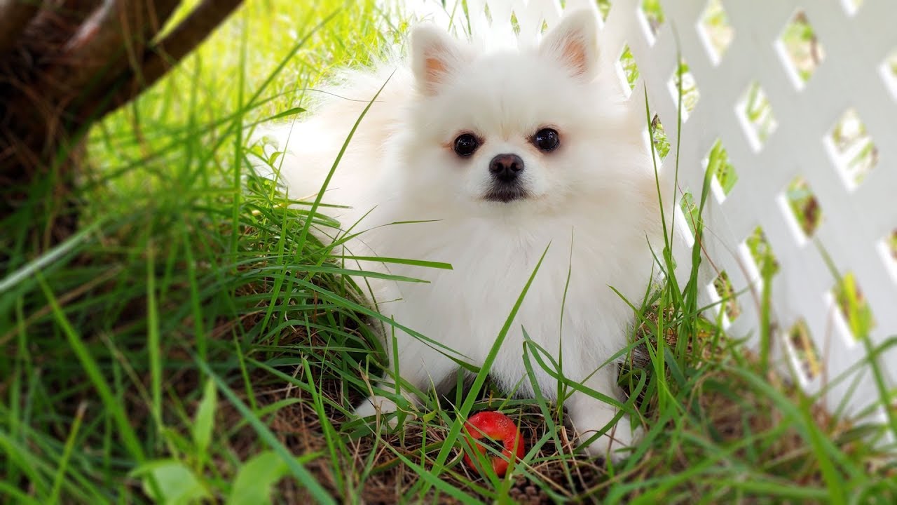 사과나무에서 사과 수확하는 강아지 ｜ Apple-picking Puppies ｜ Cute dog harvest apple