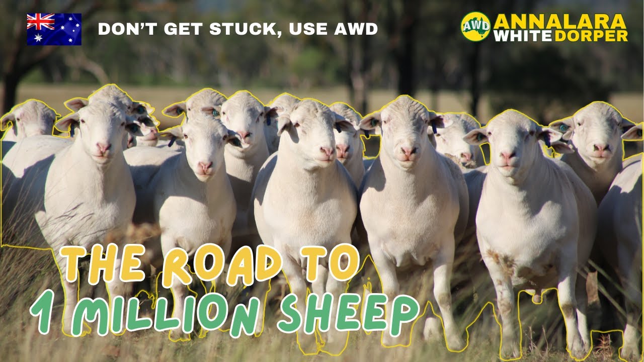 The Road To Producing One Million Sheep | Annalara White Dorper Stud
